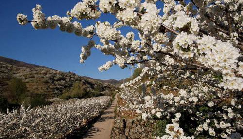 Casa Rural Arbequina - Naturaleza y Calma en el Valle del Ambroz - Foto 2