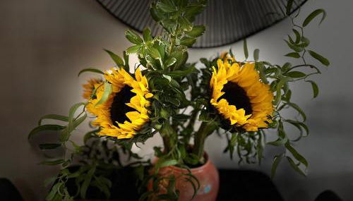 Peloton Organic Health Apartment in Angel, Old Street, Islington - Foto 3