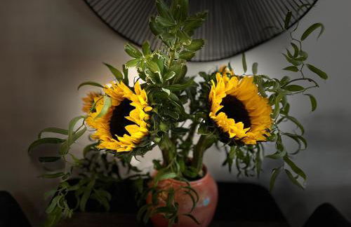 Peloton Organic Health Apartment in Angel, Old Street, Islington - Foto 3