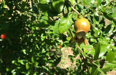 Bus atypique au bord du canal du midi et au cœur d'une forêt 2 chambres - Foto 43
