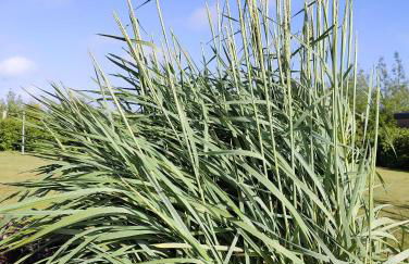 Ferienwohnungen Morsum - Bleicken - Photo 21