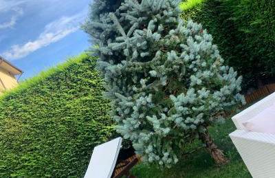 La casa del Pino Argentato - Foto 27