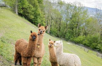 Appartement Birkenhof - Foto 9