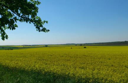 Pension zum Wiesengrund - Photo 38