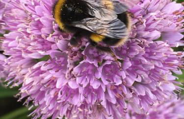 Willow Cottage in idyllic location - Foto 16