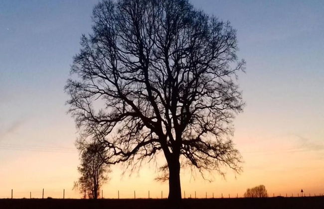 Family Villa Near Forest - Photo 16