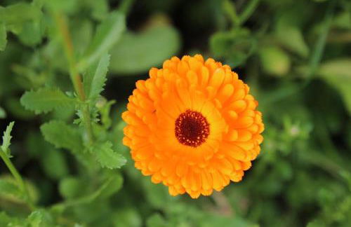 Gite montgolfiere - Foto 17