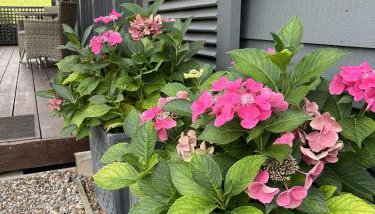 The Artist's Studio - Foto 5