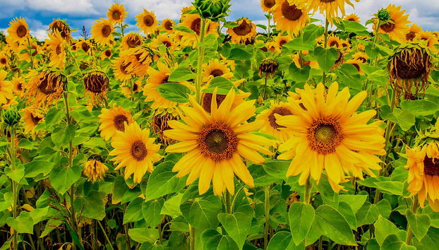 Visite des environs de Da Lat