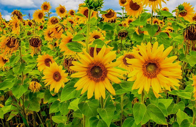 Da Lat Countryside Tour - Photo 4