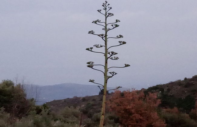 Villa Kastania - Foto 36