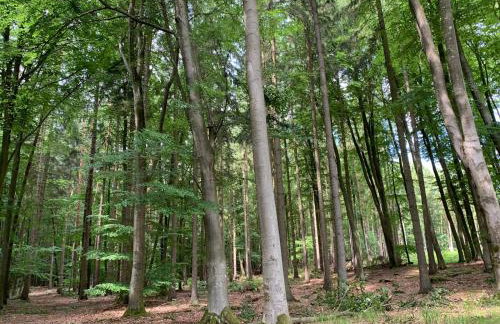 Storchenwiese Wald Meer Natur - Foto 23