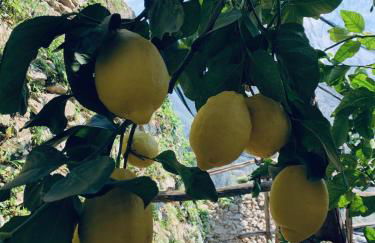 Il Giardino Dorato - Foto 57