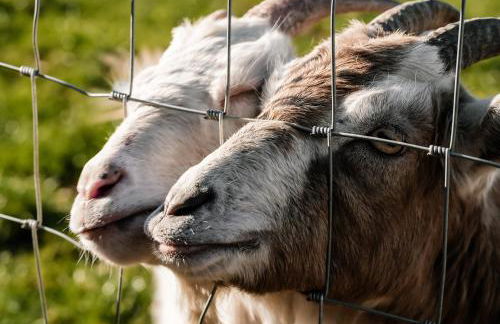 Honeywood Farm Cabins - Foto 8