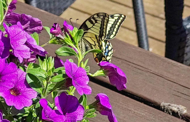 Petäjälahti - Foto 8