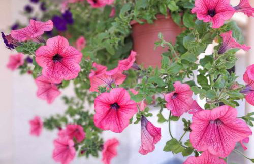 Apartman Barbara - Foto 21