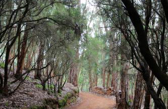 Dúplex de invitados en medio del bosque - Foto 29