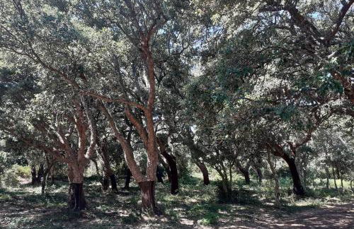 Eco Lodge nella natura Con Piscina privata "La Grande Quercia" - Foto 58
