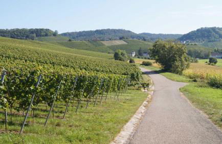 Gästehaus Winzerhof am Schlierbach - Foto 21