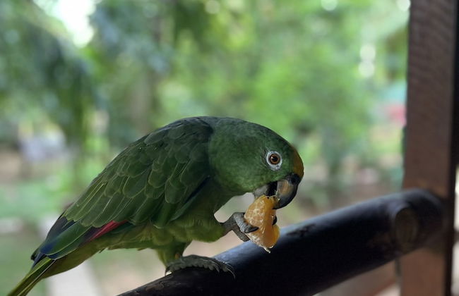 Tronco Tambopata Adventure - Photo 29