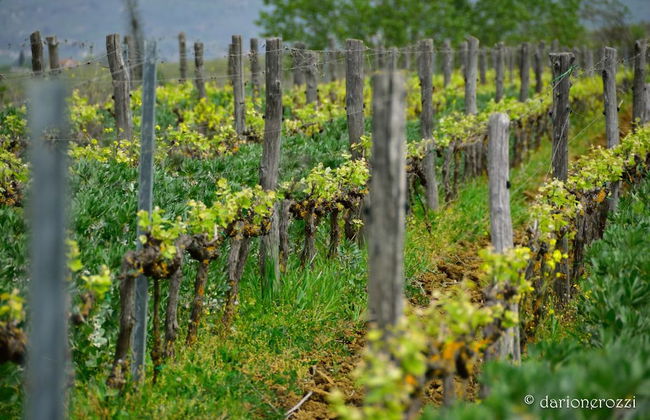 Resort Borgo Syrah - Foto 52