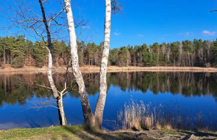 Tornower Waldhäusl, perfekt gelegen 60 km vor Berlin, auf der Schwelle zum Spreewald und nahe Tropical Islands - Foto 17