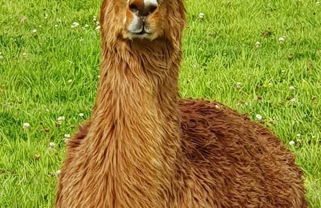 Fosfelle Glamping - Photo 36