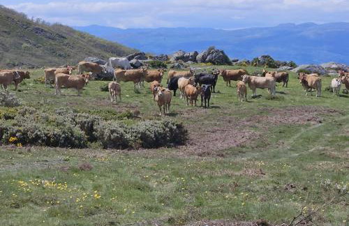Cantinho de Tourêm - Foto 39