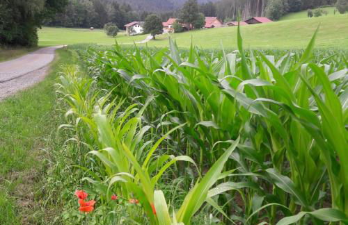 Ferienhof Schmalzgrub - Foto 12