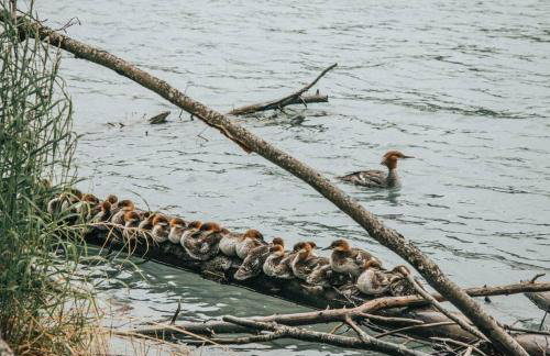 Kenai Living Waters - Fishing Paradise - Foto 32