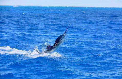 Isla Key Guava - Waterfront Boutique Resort, Island Paradise, Prime Location - Foto 37