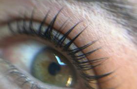 Flamboyant - Foto 25