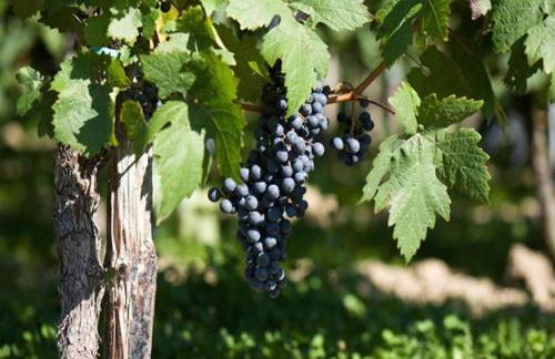 Wine Country Apartment - Foto 24