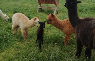 Alpaka-Ranczo AFF - Foto 26