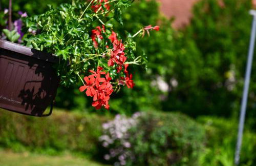 Apartman Katja - Foto 28