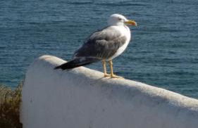 Algarve/Sra da Rocha - Foto 49