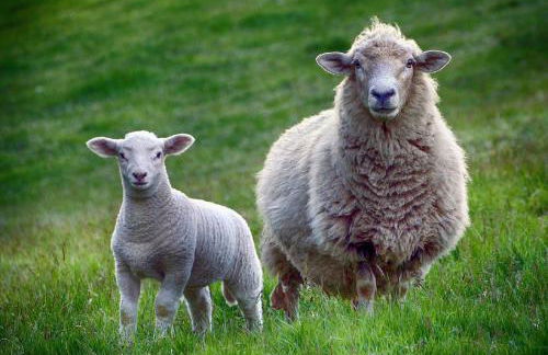 Ferienparadies Fuchsloch - Foto 6