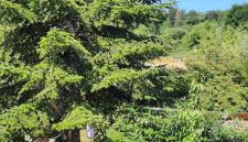 Ferienwohnung An der Karlskuppe - Foto 2, Garden view