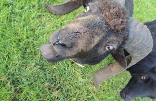 Bienvenue à La Sélinière ! - Foto 26