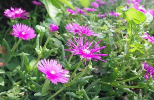 Holiday house Mauro - Foto 44