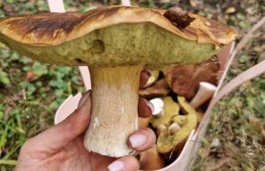 Leszczynowa Górka -Mazurskie Siedlisko w Silcu - Foto 5