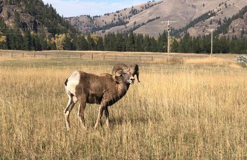 Montana Rock Creek Cabin - Foto 19