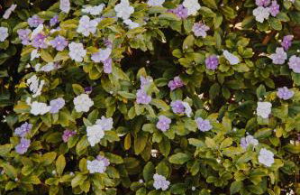 Quinta Do Padrao - Foto 43