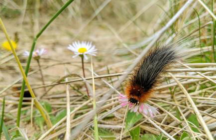 Remuera, North Tolsta - Photo 44