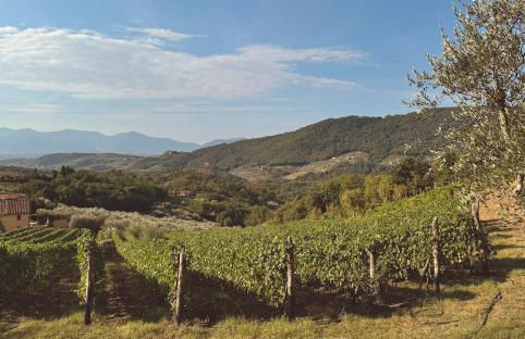 Renovated Tuscan Home overlooking Vineyards - Photo 14