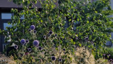 Boardinghouse Steinen - Foto 5