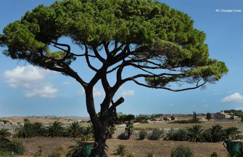 Villa Castiglione 1863 - The real Sicilian holiday - Foto 19