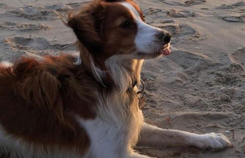 Ferienwohnungen Störtebeker - Foto 46