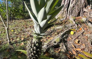 Porto Taipu - Foto 38