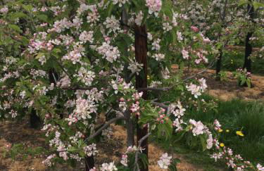 Orchard Cottage - Foto 7